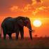 Een majestueuze olifant in de Afrikaanse zonsondergang