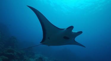 Manta ray zwemt in helderblauw water