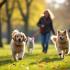 Mensen die honden uitlaten in een park in België